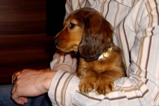 Jamnik d�ugow�osy NAILA